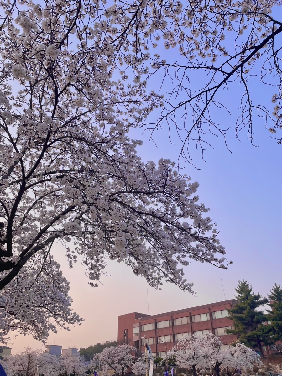 돼지게티 이미지