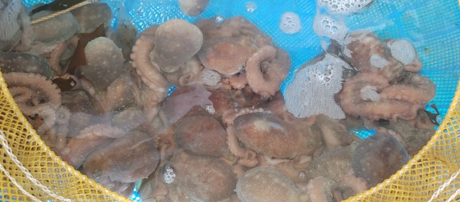 용천식당 이미지