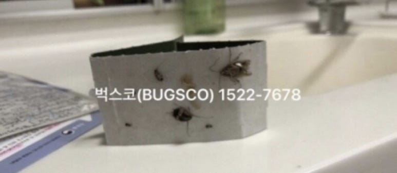 벅스코 이미지