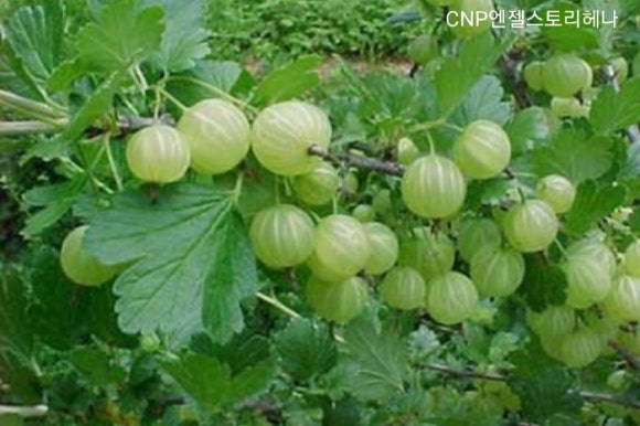 칼라CNP 이미지