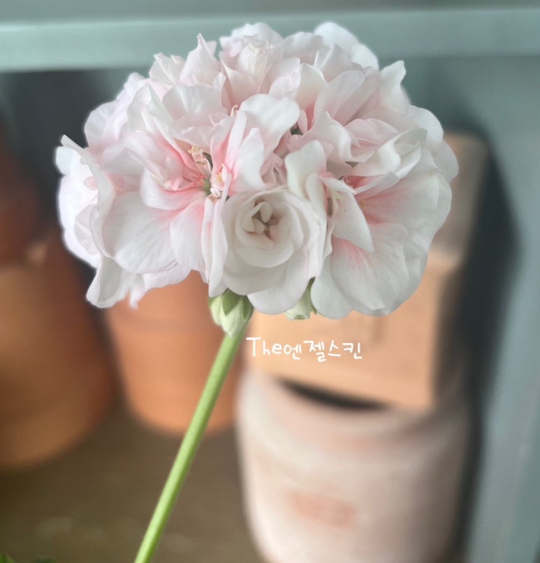 The 고운스킨 이미지