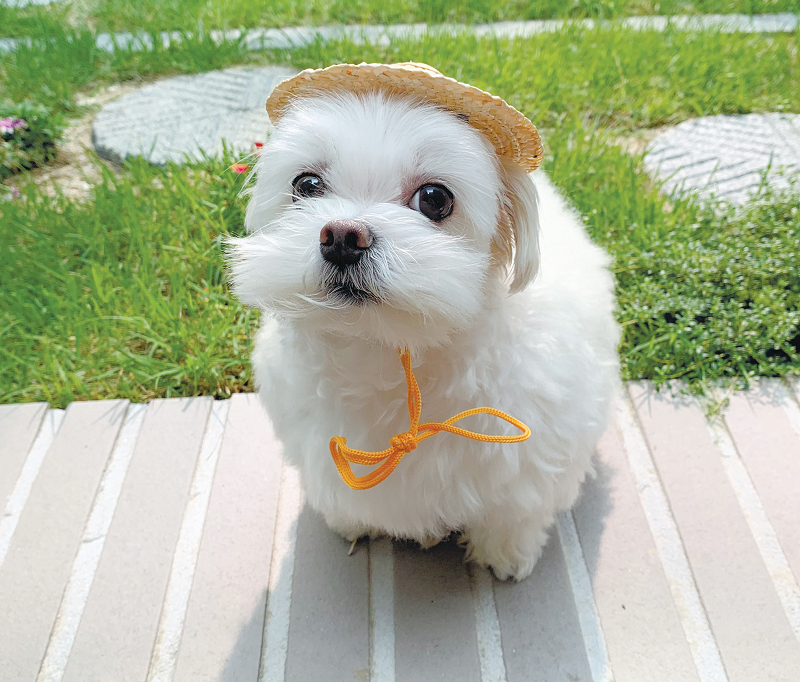 큰나 이미지