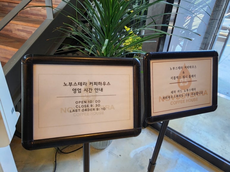노부스테라 이미지