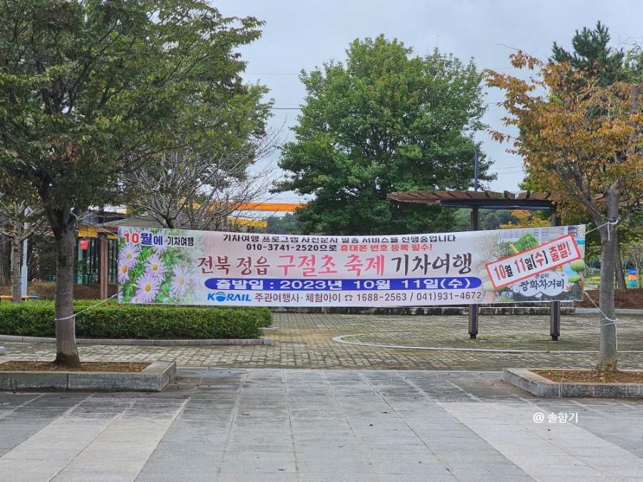 구절초 꽃축제 투어기차 이미지