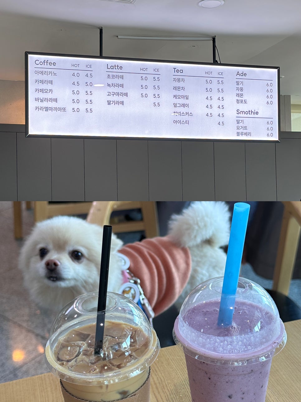 돌고래한방카페 이미지