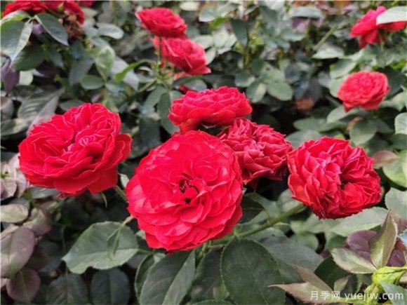 레드애플(RED apple) 이미지