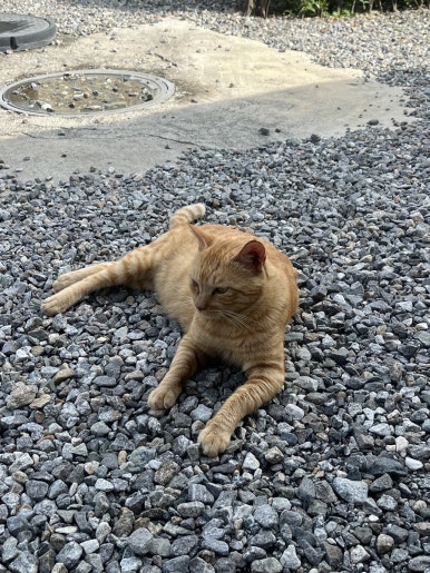 꽃우물냉면 이미지