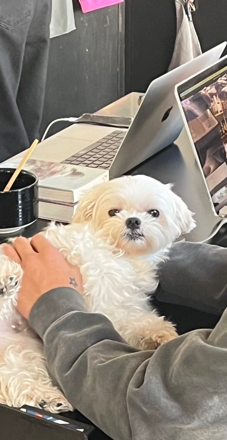 멘타루 이미지