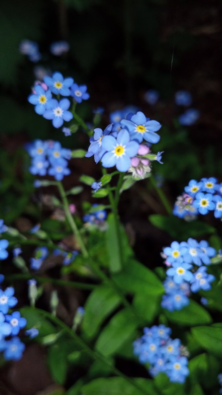 물망초forgetmenot 이미지