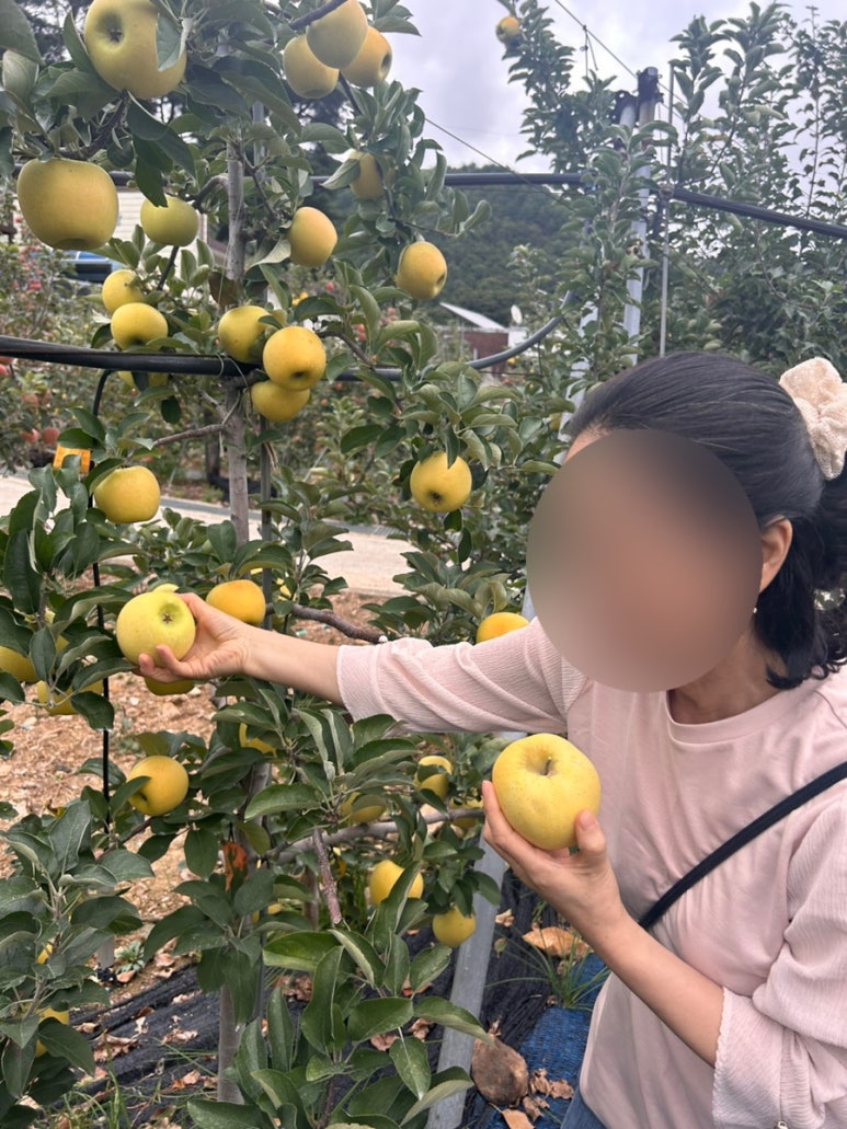 수진농원 이미지
