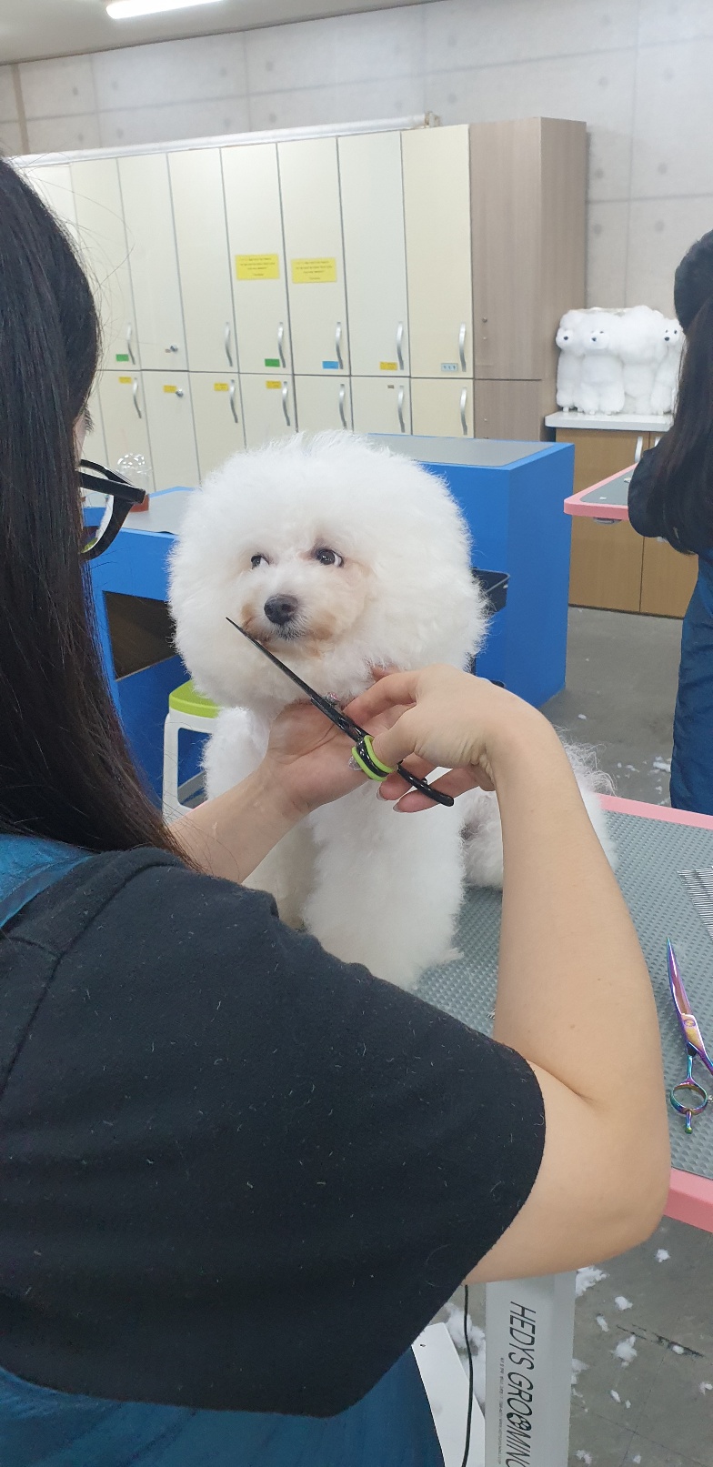 포항애견미용학원 이미지