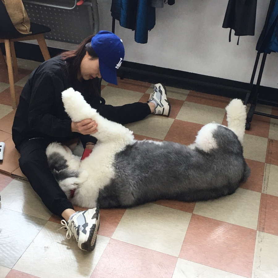 포항애견미용학원 이미지