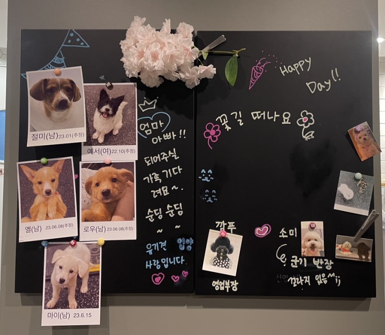 꽃길걷개 이미지