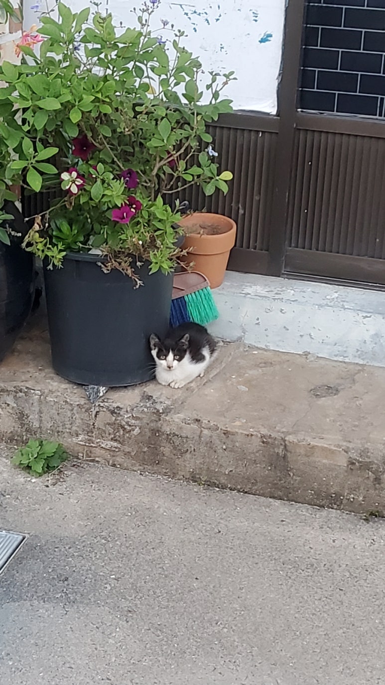장항닭집 이미지