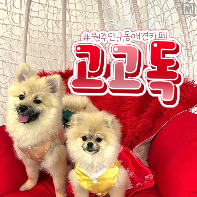 고고독 이미지