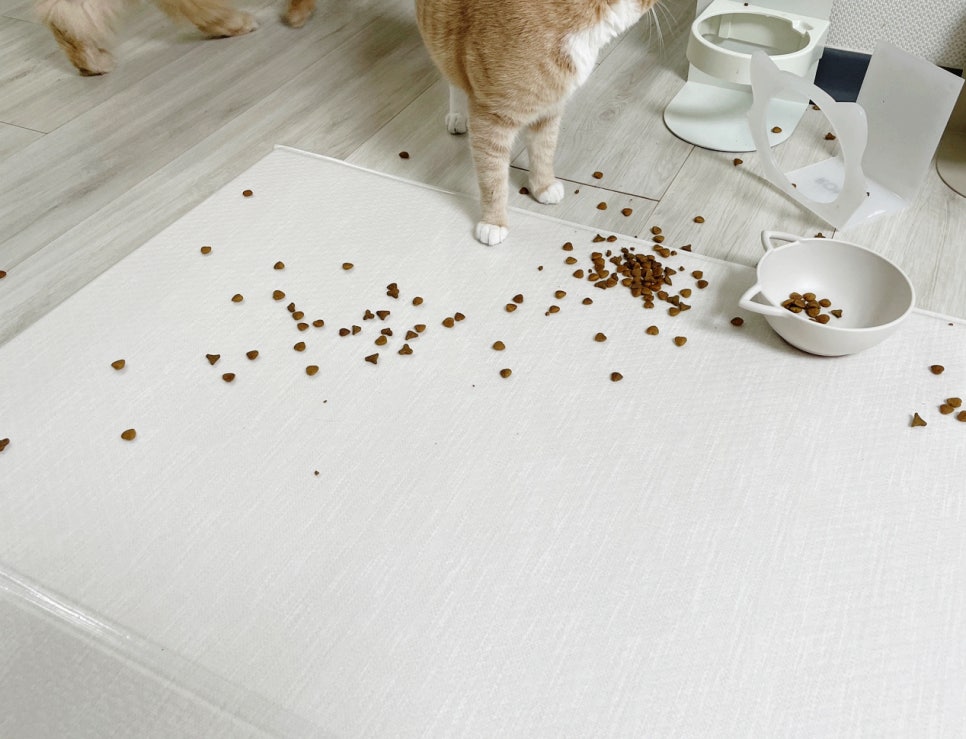 냥츠 이미지