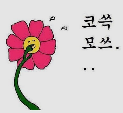 유자몽 이미지
