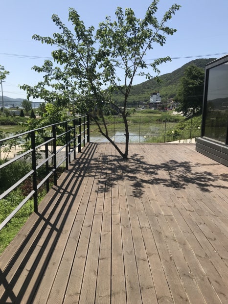 철없는 새우 이미지