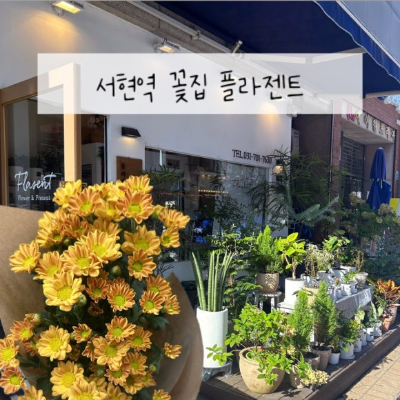 플라젠트 이미지