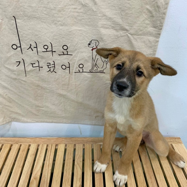 복동이 이미지