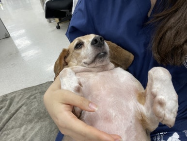 스시쇼오무 이미지