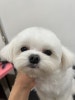 말티푸 보, 말티즈 레나의 가위컷 미용 & 스파 후기