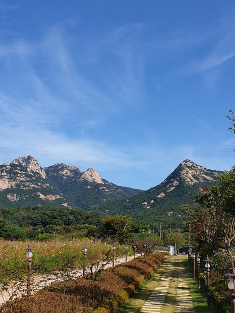 편안꽃 이미지