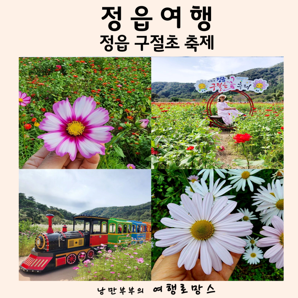구절초 꽃축제 투어기차 이미지