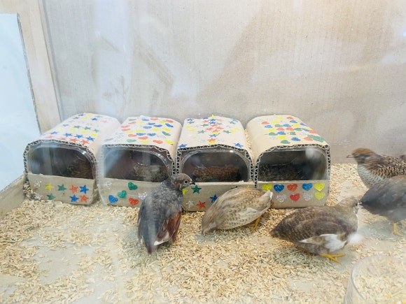 메추라기집 이미지