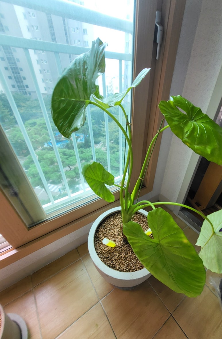 플라워1030(Flower1030) 이미지