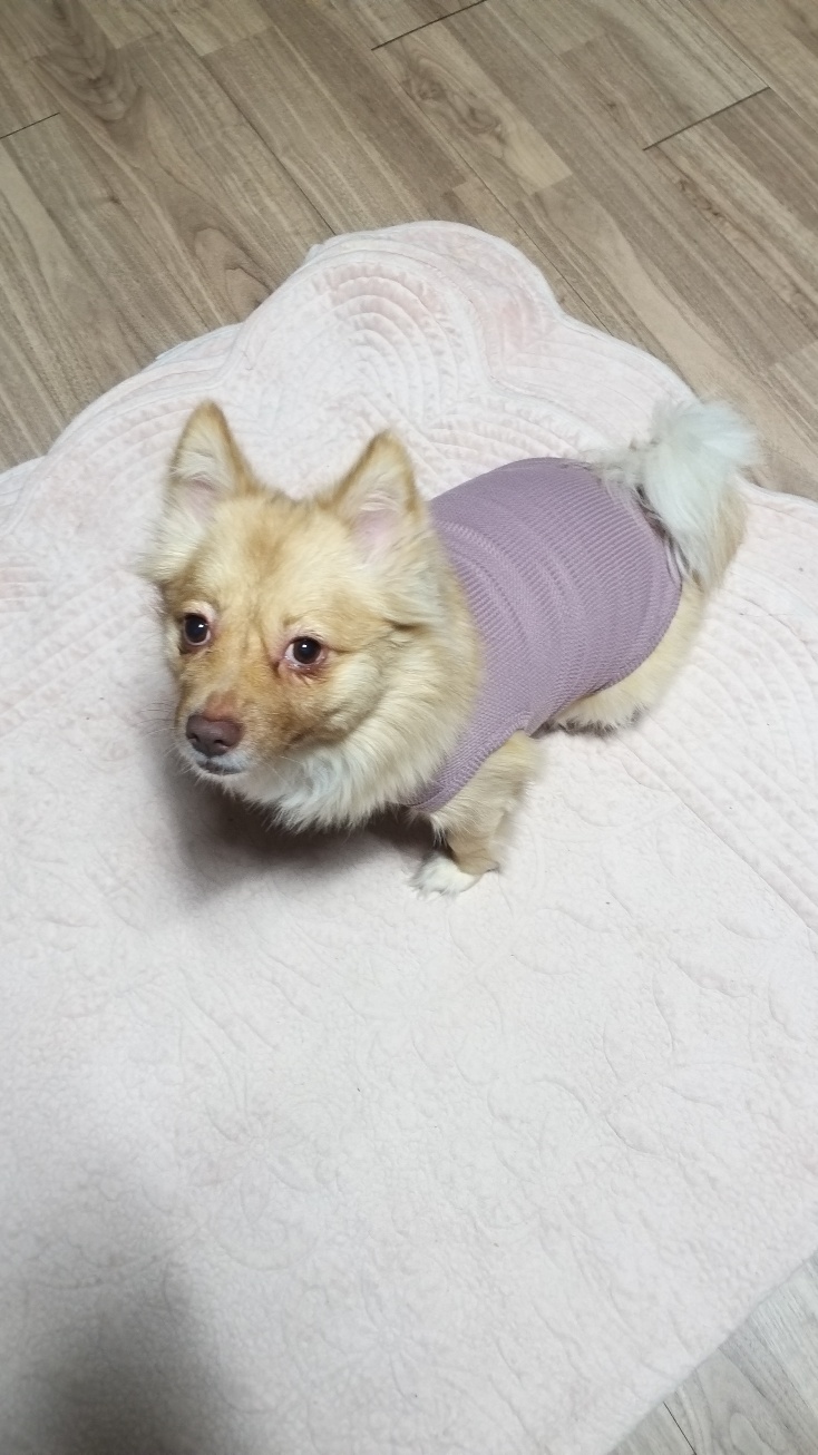 태양패숀 이미지