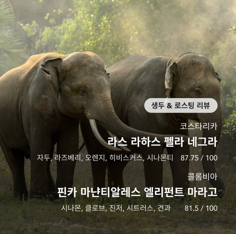 펠라네그라 이미지
