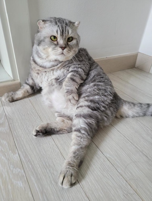 칸헤어 이미지