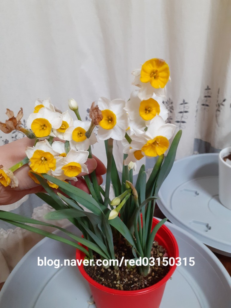 백합선물 이미지