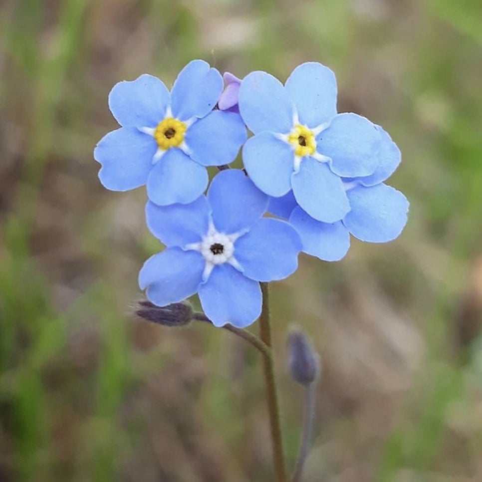 물망초forgetmenot 이미지