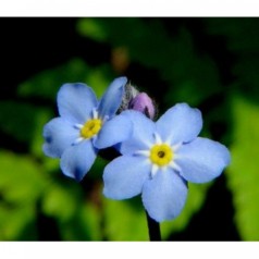 물망초forgetmenot 이미지