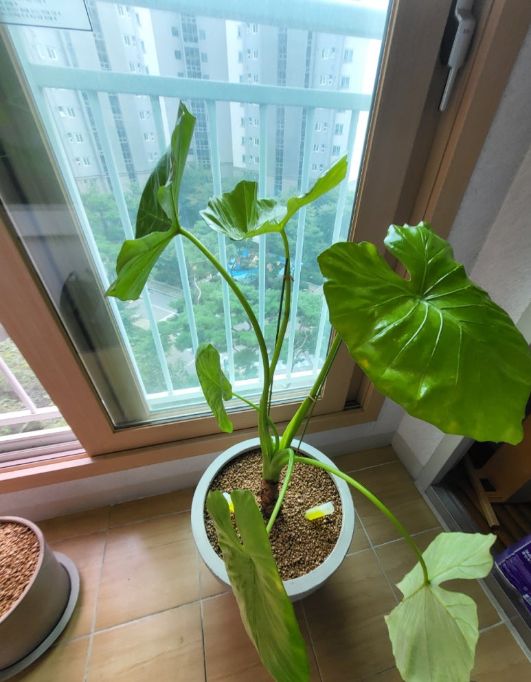 플라워1030(Flower1030) 이미지