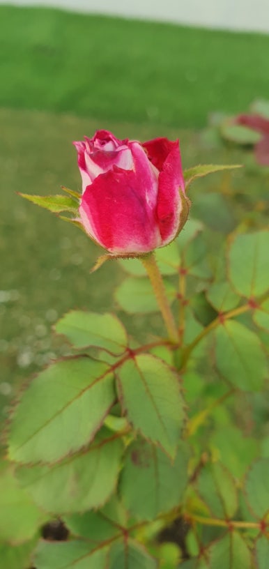 장미꽃핀집 이미지