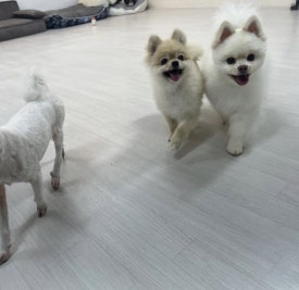 다람플레닛 이미지