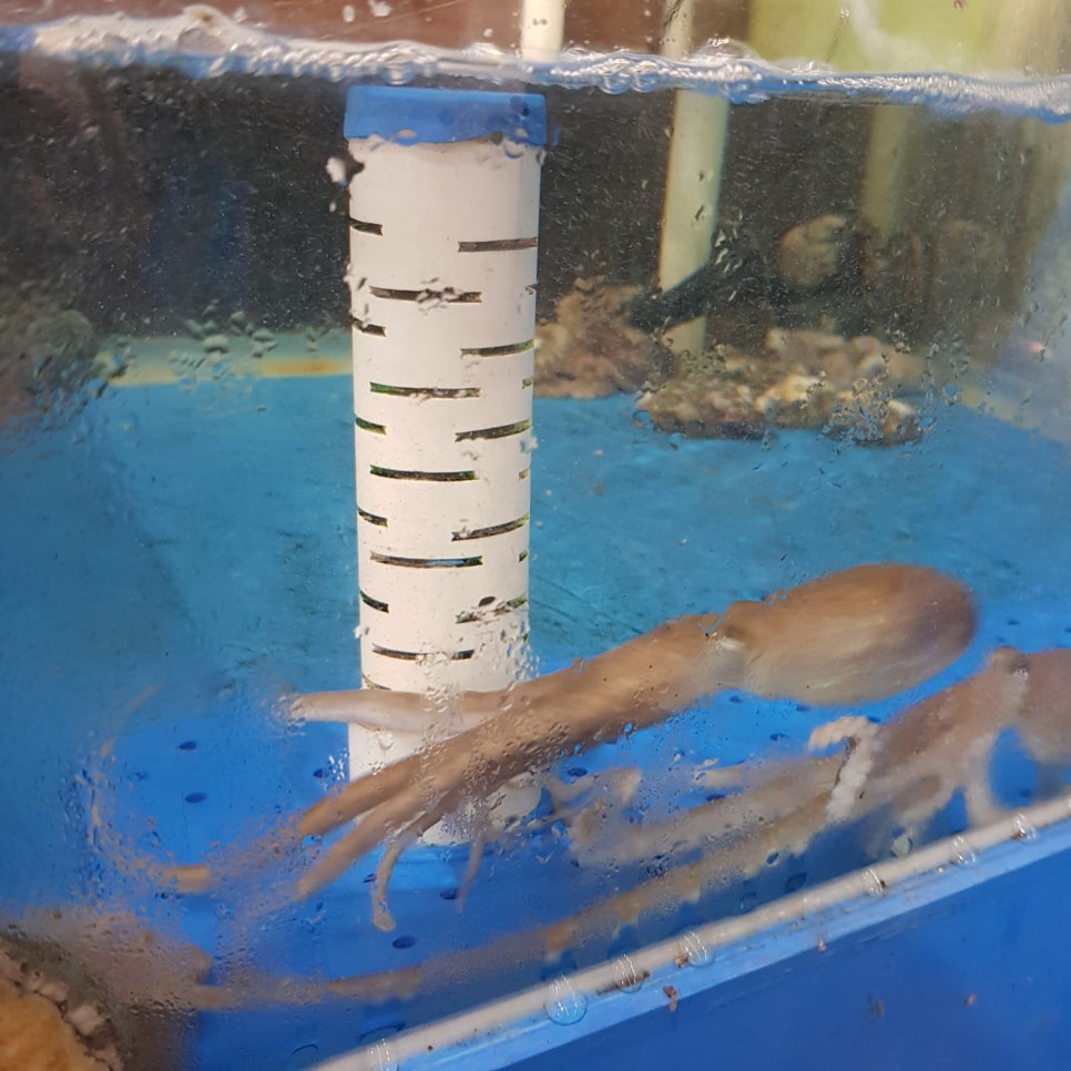 활신당 이미지