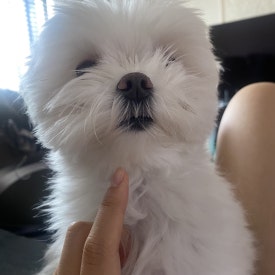 백금서당 이미지