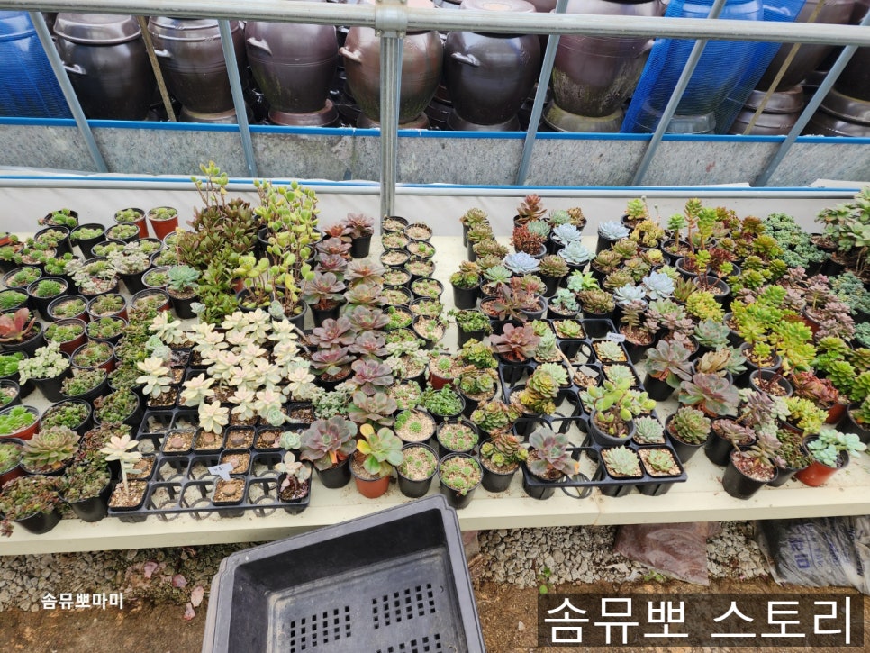 신일토기 이미지