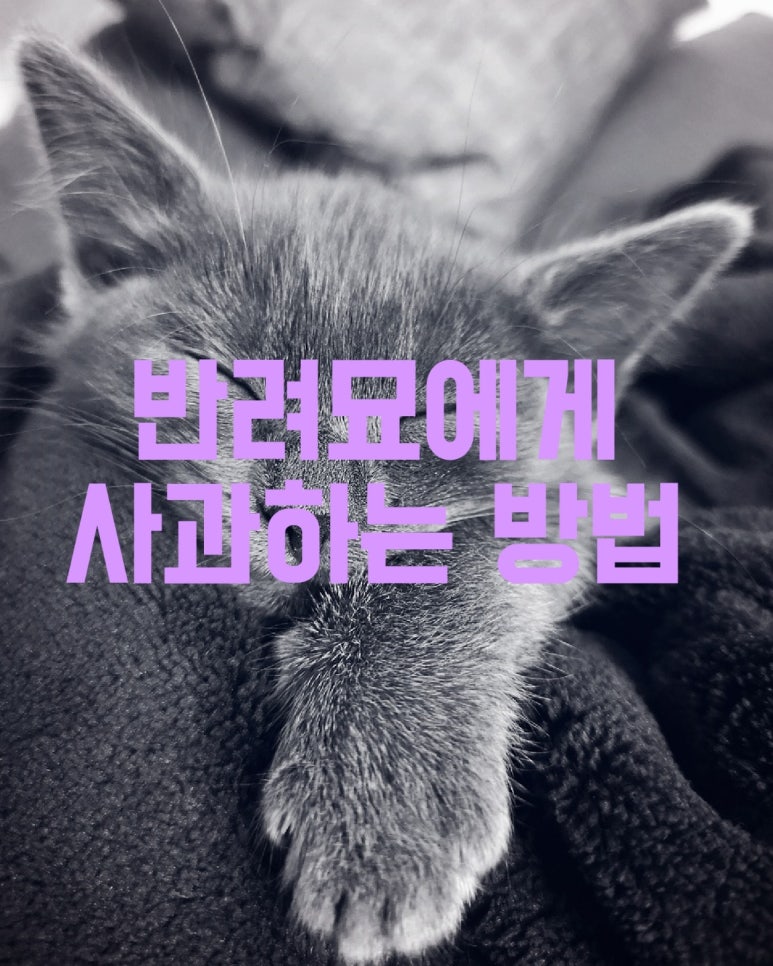 반려묘에게 사과하는 방법