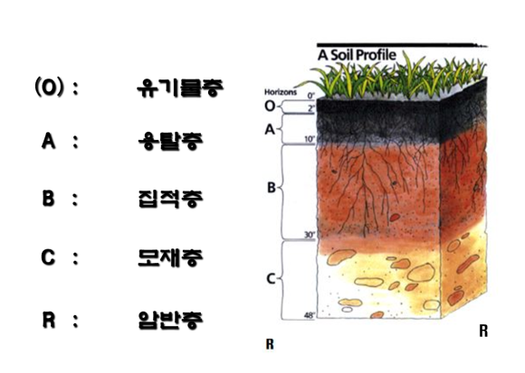 레이화 이미지