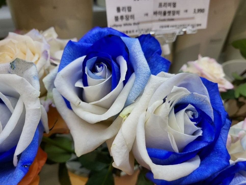 스노우폭스플라워 이미지