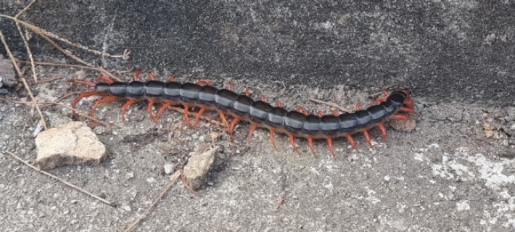 뉴환타지아 이미지