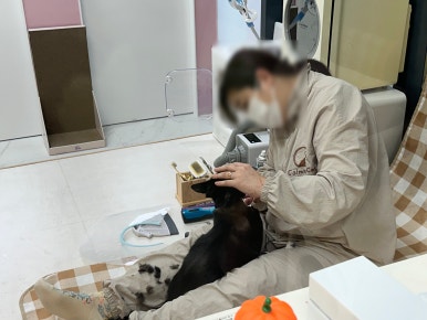 카밍캣 고양이미용 이미지