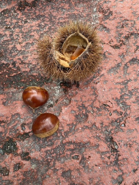 bamtol(밤톨) 이미지