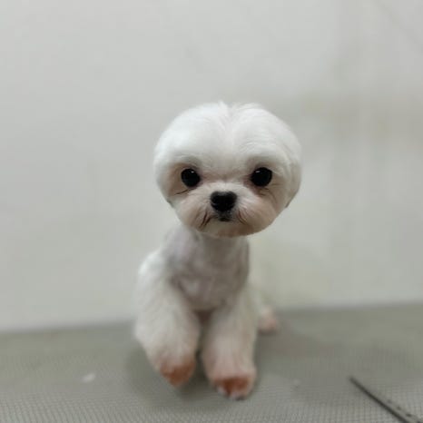 도그몽드 이미지