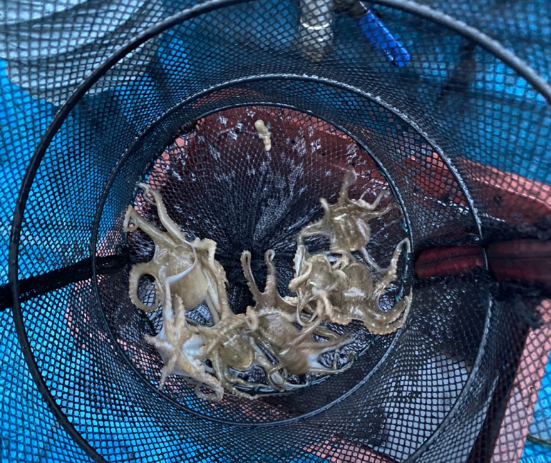 바하호 이미지